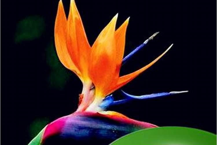 时柱桃花