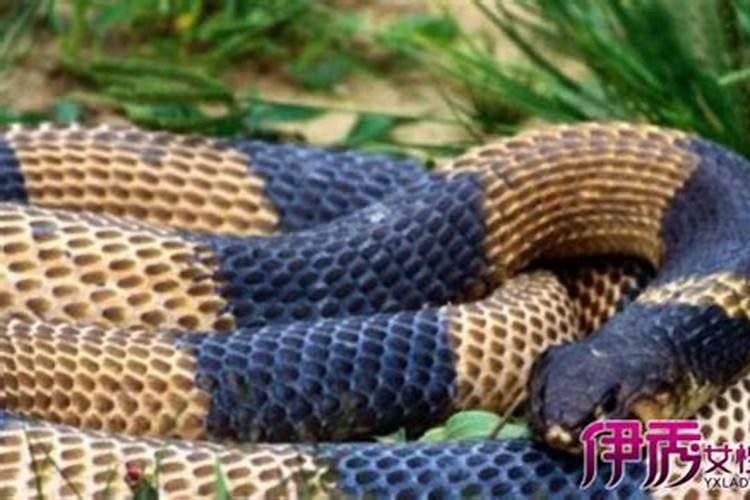 我怀孕了老公梦见蛇是什么预兆