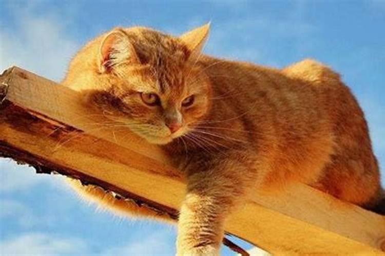 梦见别人把猫扔向我的预兆