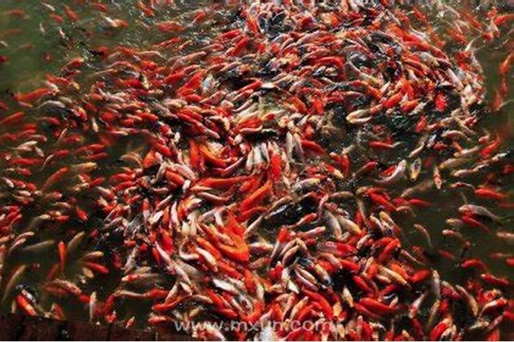 鱼象征什么生肖？