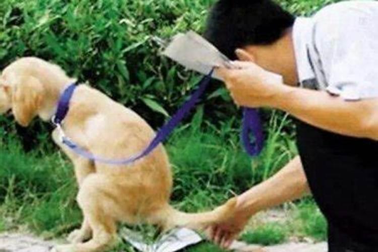 梦见路上好多狗屎
