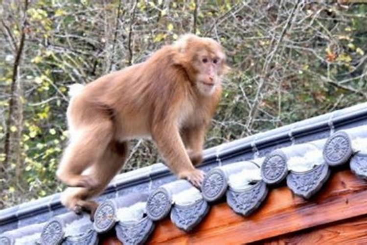 2004年猴是什么命 木猴之命五行缺什么？