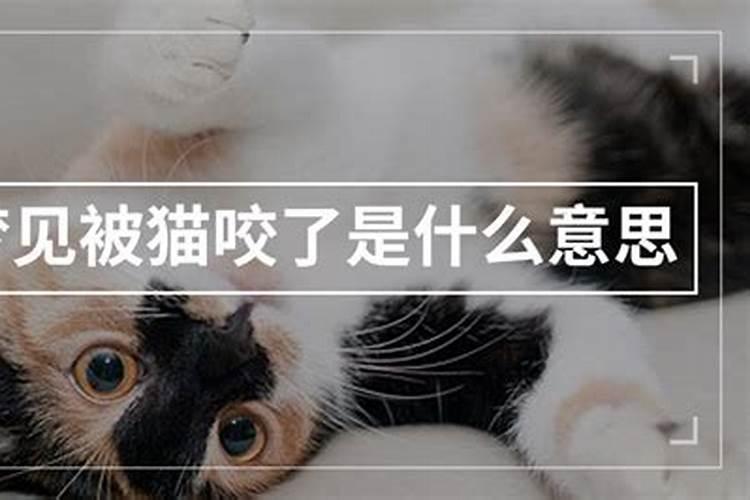 梦见我和母亲被猫咬的预兆