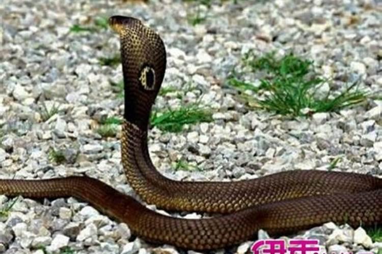 梦见蛇跟屎的预兆