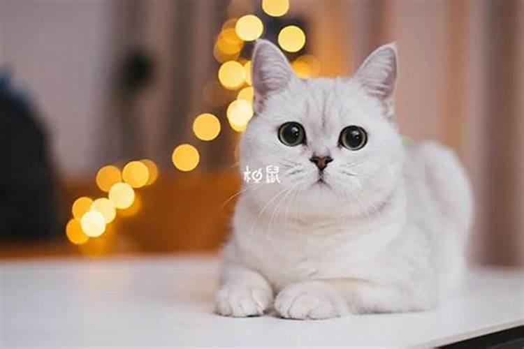 梦见猫进家里是什么预兆呢？