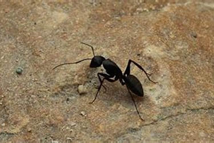 梦见把蚂蚁弄死是什么意思？