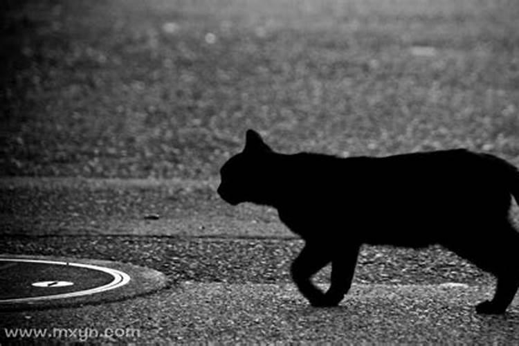 孕妇梦见猫扑向自己生男生女,孕妇梦见猫是什么意思