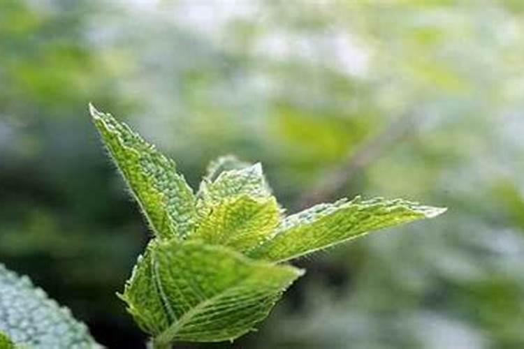 腊月为什么不能搬新家 腊月搬新家不好吗