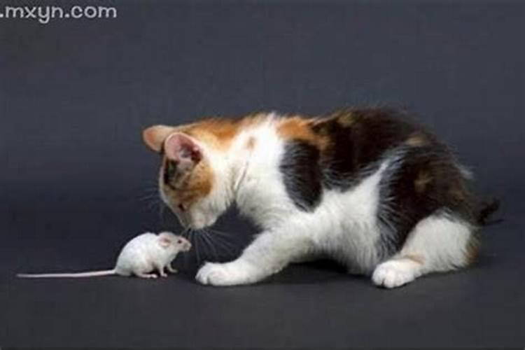 梦到猫捉老鼠是什么兆头