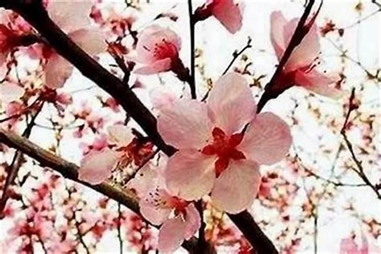 斩断烂桃花最灵的方法 简单易学？