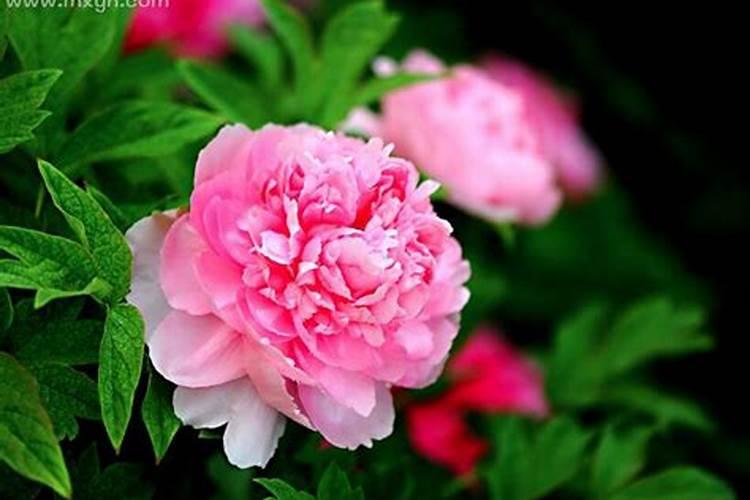 周公解梦梦到牡丹花是什么意思 梦见牡丹花是啥意思