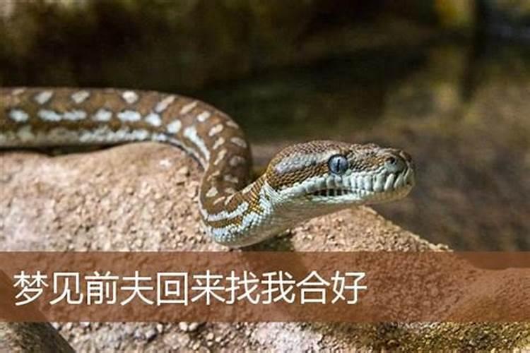 梦见前夫回来找我