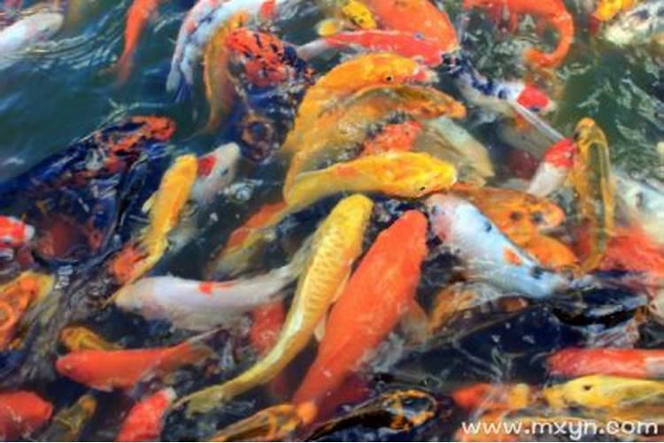 胎梦梦见鱼什么意思