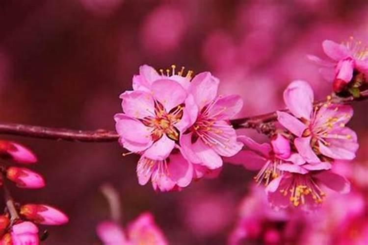 易学大师解说:生辰八字中桃花的命理
