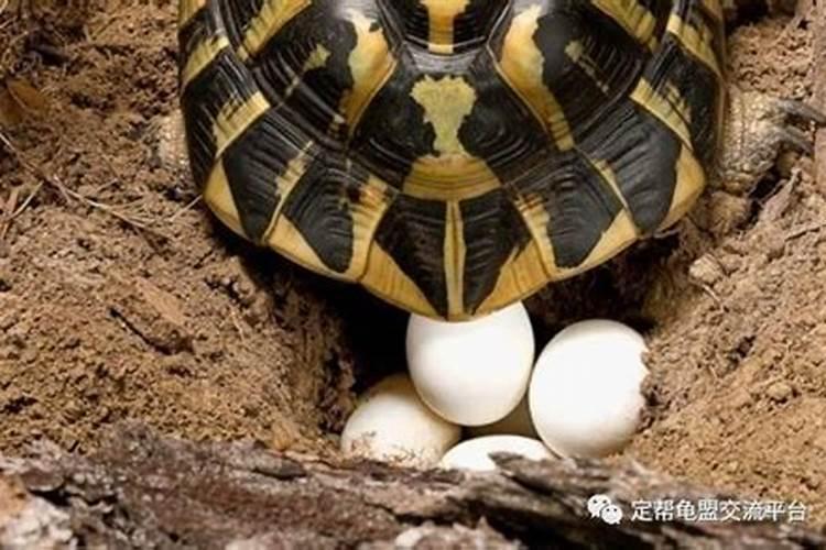 本命年适合创业开店吗 投资需谨慎运势大解析？