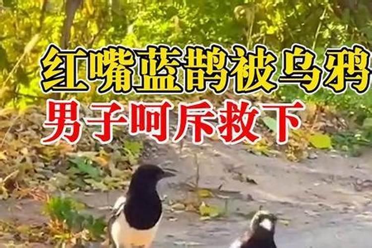 早上在窗外听见乌鸦是坏事吗？叫了三声,我还跟着叫呢,然后下午就发生不好...