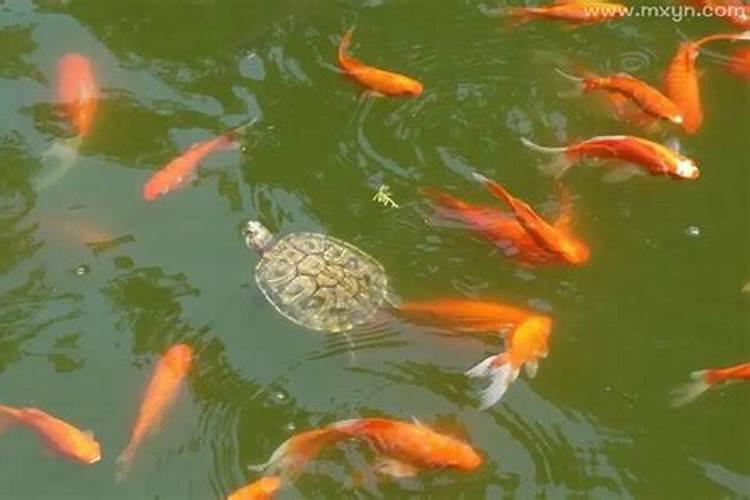 梦见乌龟和鱼的预兆