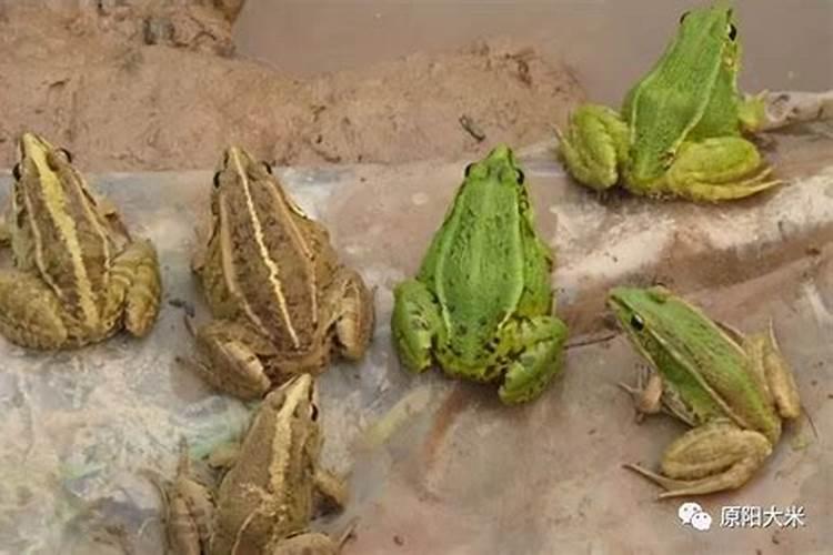 八字四柱纯阳配纯阴的人的命运阴阳协调互相扶持