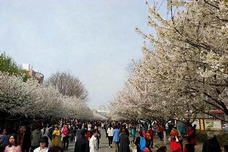 66年属马在2025年运气如何