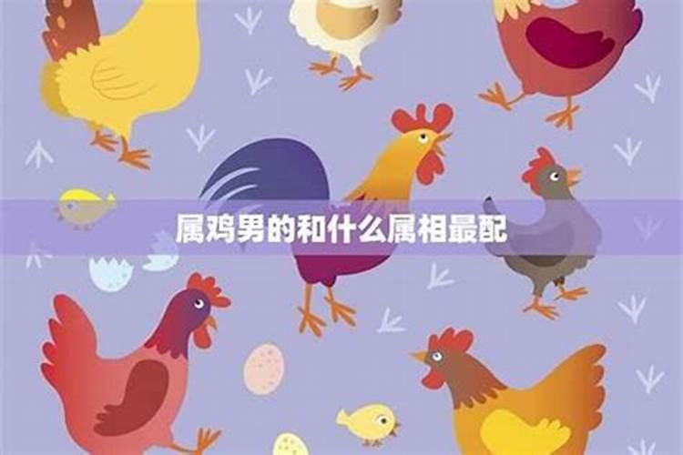 属鸡男和什么属相最配最合适