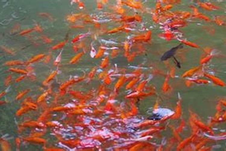 梦见河里红色的鱼后来鱼都死了的预兆