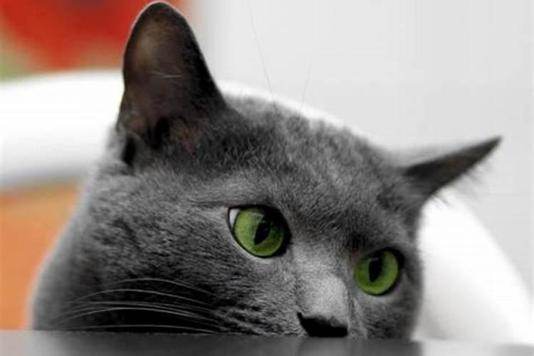 猴年2025年运势及运程