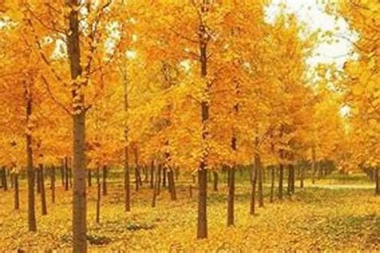 冲太岁会有什么灾 冲太岁一定是坏事吗？