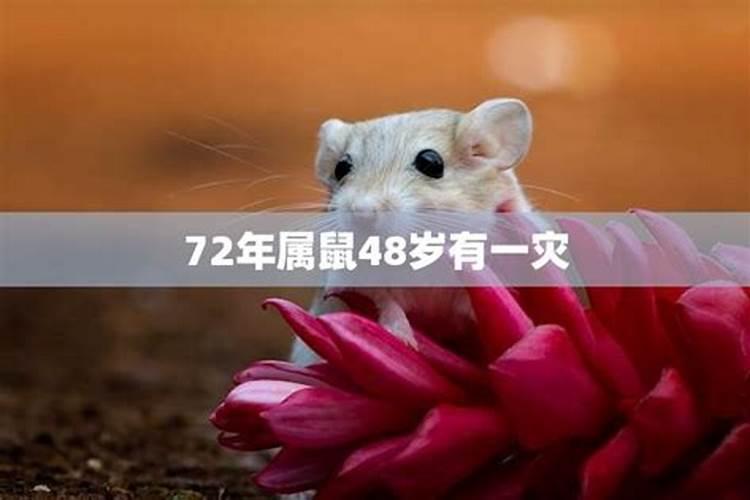 72年属鼠2025年运势及运程