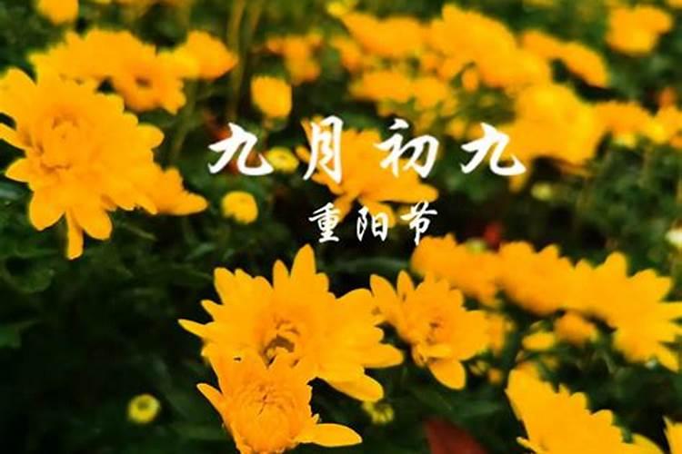1998年九月初九出生的幸运花是什么