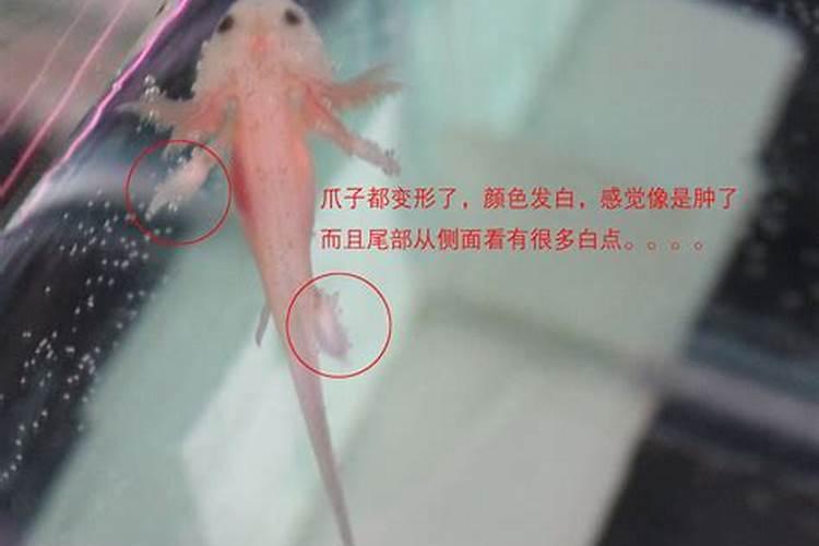 2025属鼠人躲不过去的大难