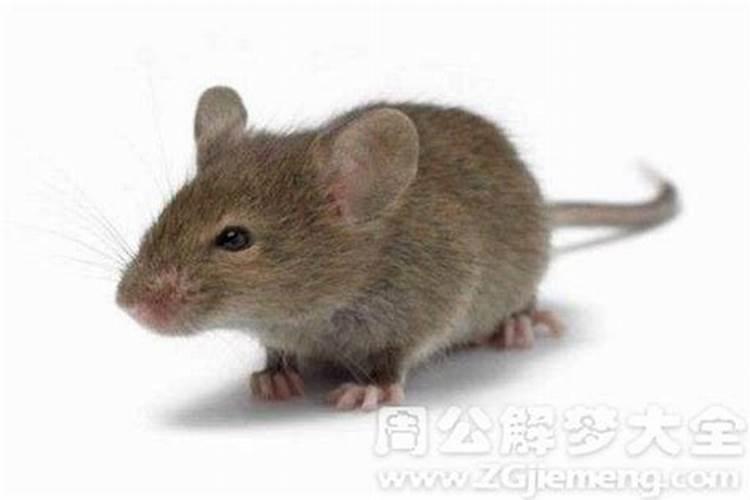 为什么属兔的人不能戴貔貅？属兔人真的不能戴吗？