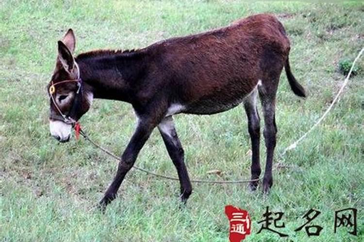 周公解梦梦见妈妈死了在办丧,今日黄历查询宜忌