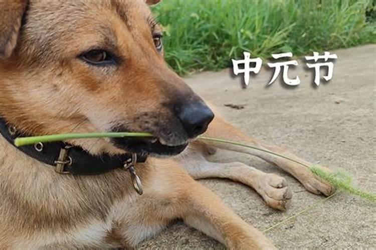属虎在本命年的运气好不好 属虎在本命年的运气怎么样