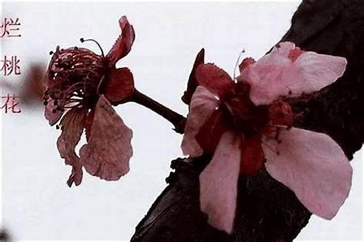 如何化解招烂桃花风水