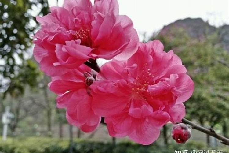 男人犯桃花劫如何化解桃花煞如何消除