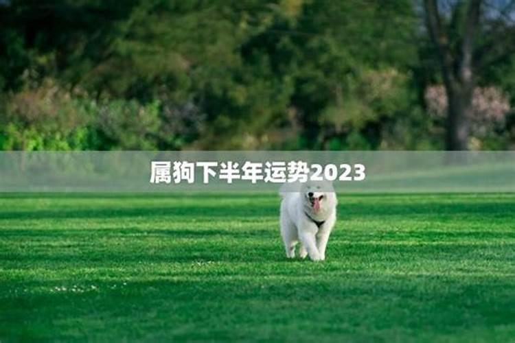 生肖狗下半年好运