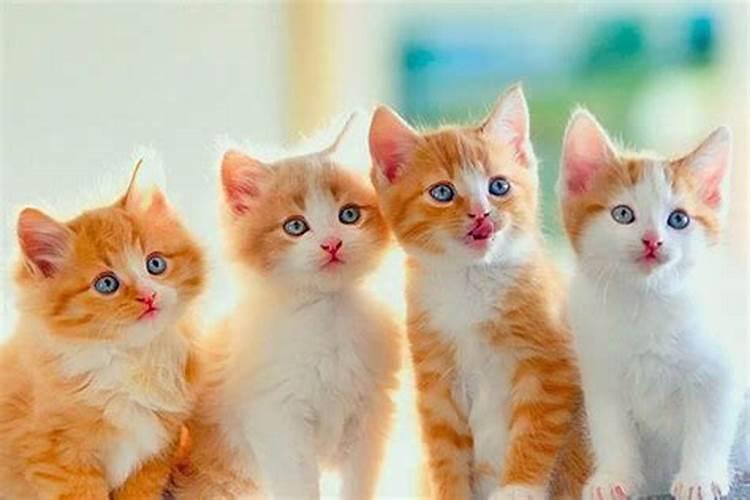 自从养了猫运气就一直不好,猫跟人有缘是什么预兆