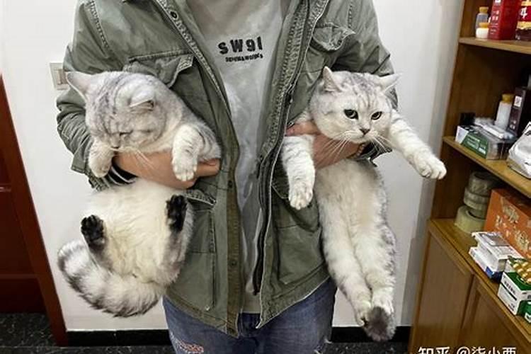 为什么养猫会影响主人的运气呢？