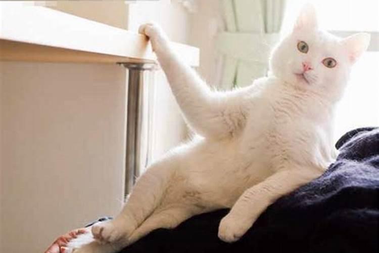 自从养了猫运气就一直不好？