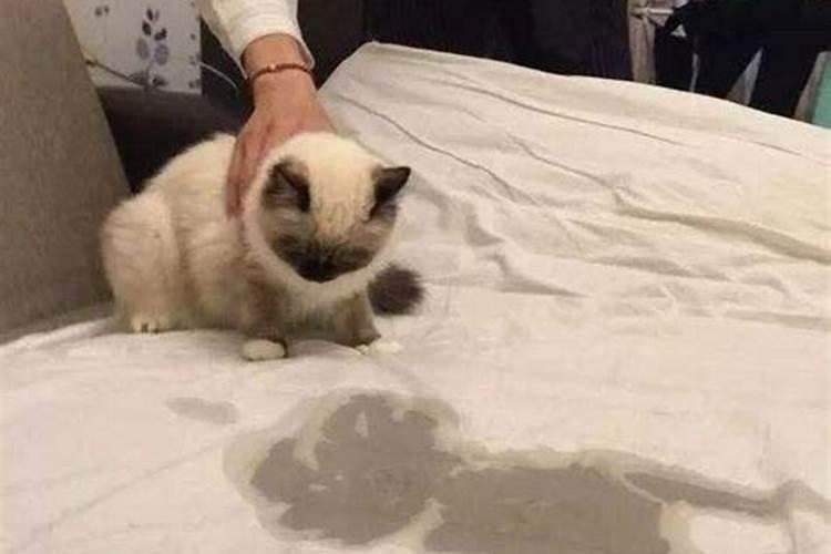 8岁患血癌去世的童星邓鸣贺,亲妹妹现在状态如何？