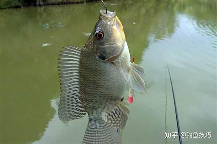 秋冬季节钓鲤鱼罗非鱼合适吗