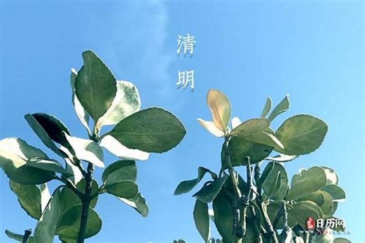属鸡人的流年运程