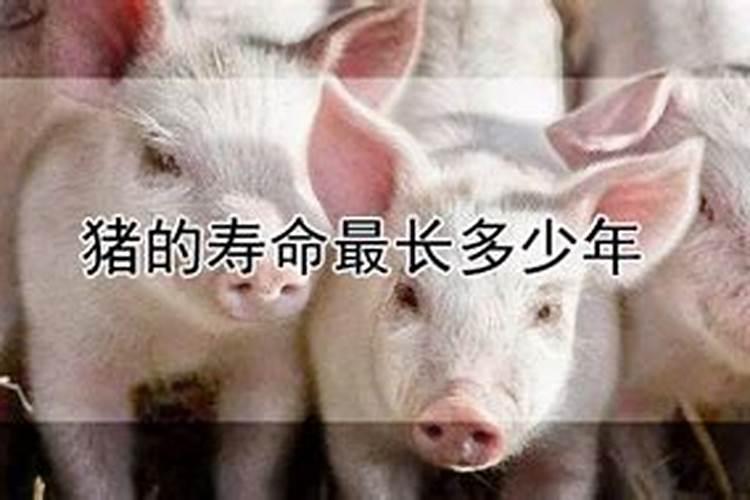 生肖蛇2001年2025年运势如何 生肖蛇2001年2025年全年运势