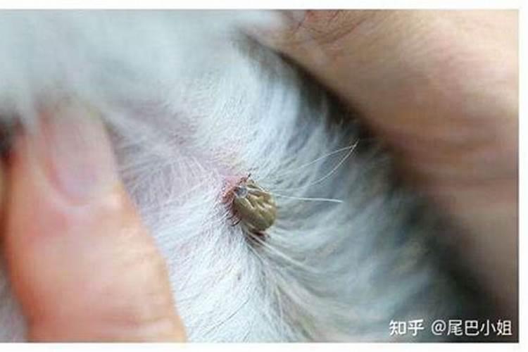80猴2025年运势及运程每月运程