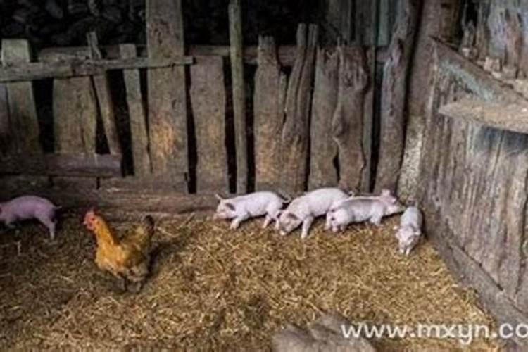 梦见猪圈是什么意思？