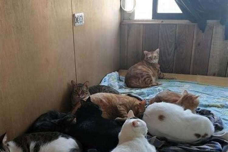 养猫的人越来越多了,那么养猫会影响风水吗？