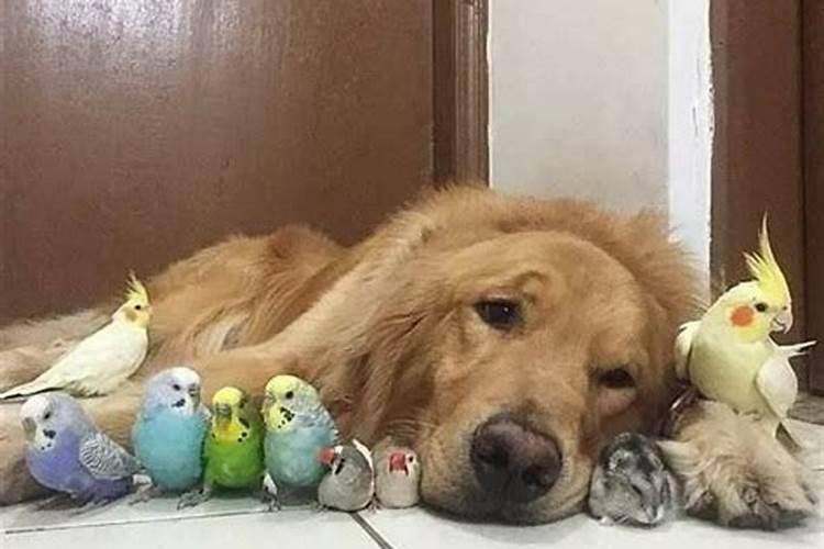 养猫对风水有影响吗？
