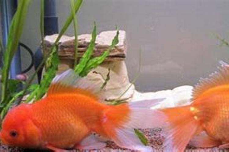 猫狗一起养好吗？会影响风水吗