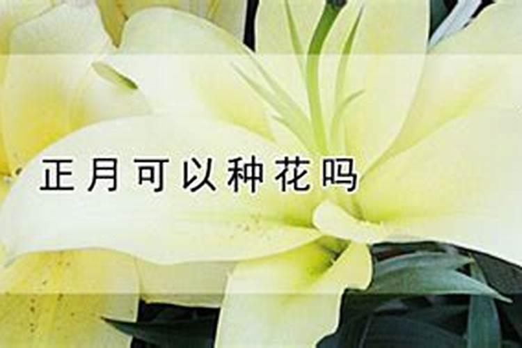 2024年农历正月十五种树吉日 2024年2月24日种树行吗