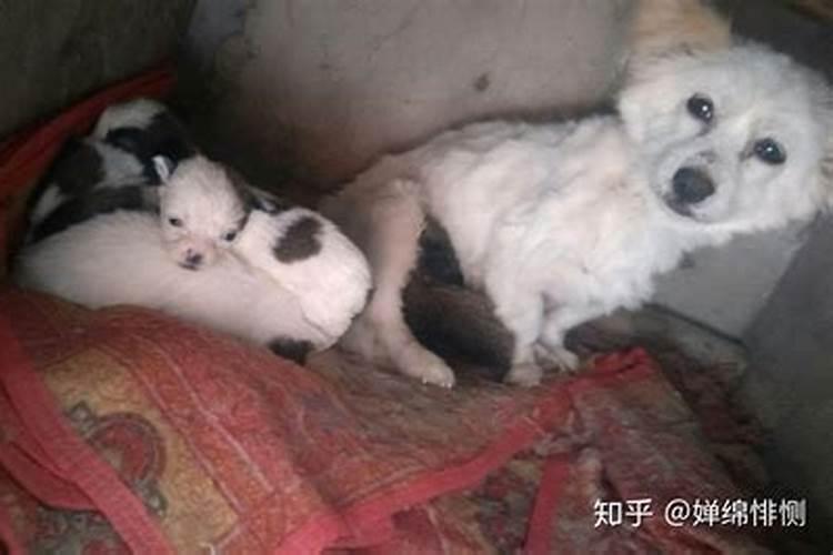 梦见小狗生了一窝小狗
